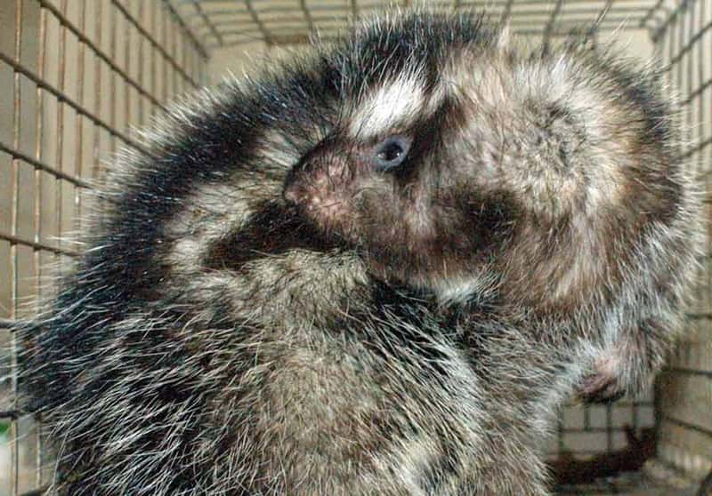 Lorsqu’il est attaqué, le rat à crête crache sur sa fourrure la salive qu’il a empoisonnée en rongeant spécialement l’écorce d’un arbrisseau. © Margaret-Kinnaird