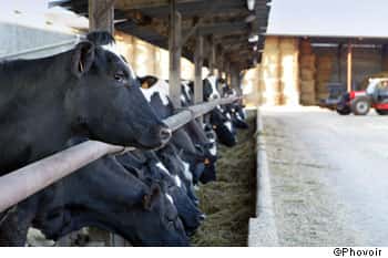 On utilise encore trop d'antibiotiques dans les élevages ! © Phovoir