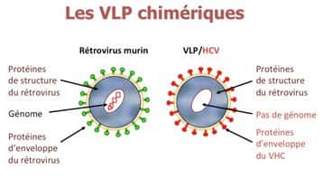 Un VLP chimérique est constitué d'un virus (ici à gauche, en l'occurrence un rétrovirus infectant la souris), dont on a retiré les protéines de surface (en vert) et le génome. Cette base est alors recouverte de protéines prélevées sur l'enveloppe du VHC (en rouge). Injecté dans un organisme, ce faux virus déclenchera la réponse du système immunitaire dirigé contre les molécules de surface du VHC. © David Klatzmann/CNRS