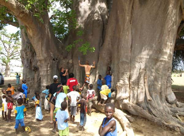 L’étude du baobab sacré de Nianing suscite la curiosité des enfants. © Sébastien Garnaud