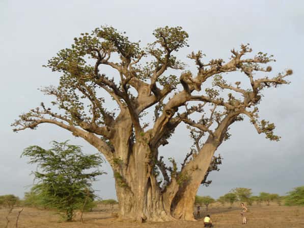 Ce gigantesque baobab de brousse près de Nianing qui possède de très puissantes branches a également retenu notre attention lors de la mission Darabao. © Sébastien Garnaud