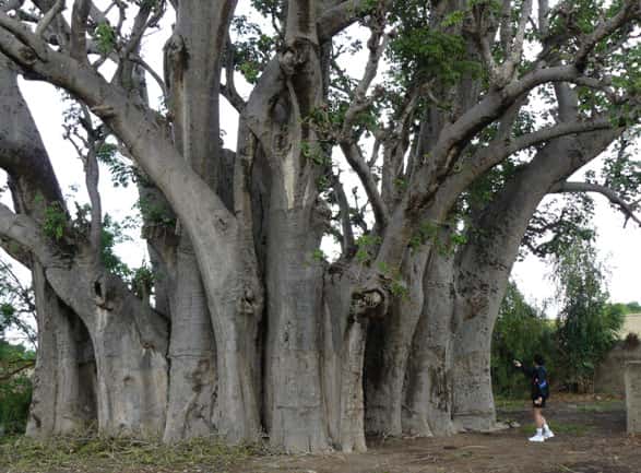 Le baobab de Warang, de plus de 30 m de circonférence, montre une structure complexe laissant supposer la présence de plusieurs baobabs fusionnés. © Sébastien Garnaud
