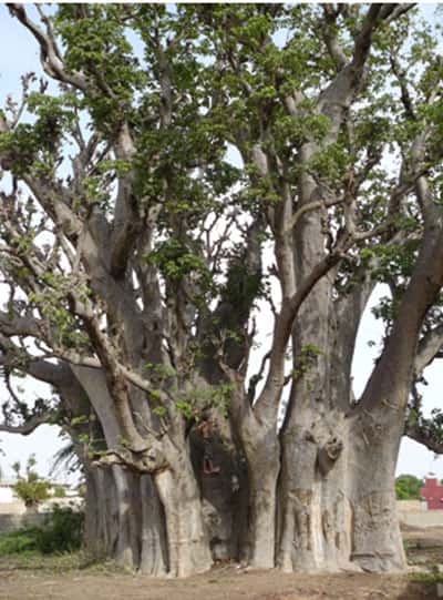 Baobab de Warang : plusieurs carottages ont été réalisés sur les différents flancs de ce baobab afin de démontrer la présence ou non d’un ou de plusieurs troncs fusionnés. © Sébastien Garnaud