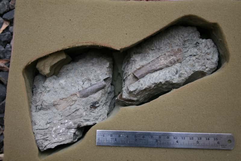 Tibia de dinosaure trouvé en Australie sur le site de Flat Rocks. © <em>Monash University </em>