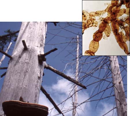 Des champignons auraient accéléré l'extinction des conifères à la fin du Permien. © Mark Sephton (arbres)/Cindy Looy (champignon  en incrustation)