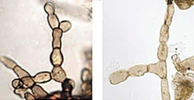 À gauche, le champignon Rhizoctonia et à droite, Reduviasporonite. © <em>Rhizoctonia image</em> <em>courtesy of Lane Tredway, The American Phytopathological Society</em>