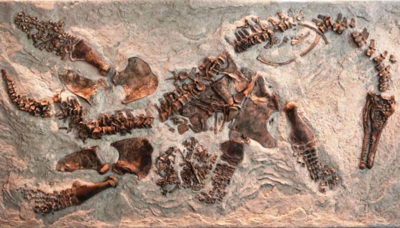 Le fossile de plésiosaure avec son embryon juste à droite de l'os du bassin en bas à gauche. © <em>Natural History Museum of Los Angeles County</em>