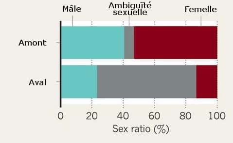 On note une très grosse augmentation du nombre d'individus à ambiguïté sexuelle lors des analyses faites en aval de l'usine pharmaceutique. © Sanchez <em>et al.</em>, 2011/Adaptation Futura-Sciences