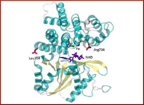 Représentation de la protéine formée par le gène mutant (les mutations, Leu 704 et Arg 734 sont représentées en rouge). © Brown <em>et al.</em>, 2011
