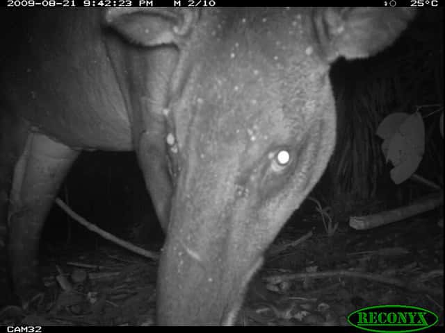 Exemple des clichés réalisés par des appareils photo à déclenchement automatique, la photo de ce tapir (<em>Tapirus sp.</em>) en vadrouille nocturne dans une forêt du Panama. © Smithsonian Wild, Flickr, CC by-nc-sa 2.0