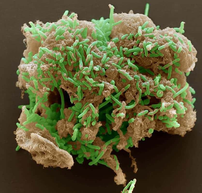 Un groupe de bactéries <em>Geobacter </em>se développant sur un morceau d'oxyde de fer. Les couleurs sont fausses. © Derek Lovley