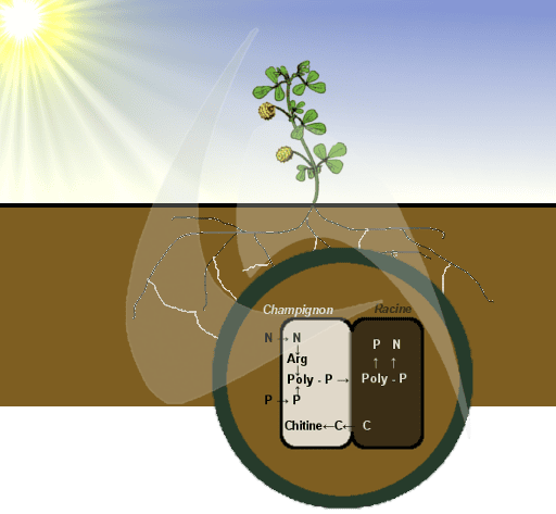 La symbiose entre les plantes et les champignons correspond à un échange de nutriments contre des glucides. Les nutriments du sol (ici l'azote N et le phosphore P) sont captés par le champignon. Les atomes de phosphore forment le polyphosphate (Poly-P) qui est capable de fixer l'arginine, formée à partir de l'azote. Les polyphosphates passent la barrière champignon-plante puis ils sont traités par la plante. Le carbone (C) fait le chemin inverse, de la racine au champignon, où il participe à la formation de la chitine. © Bruno Scala/Futura-Sciences