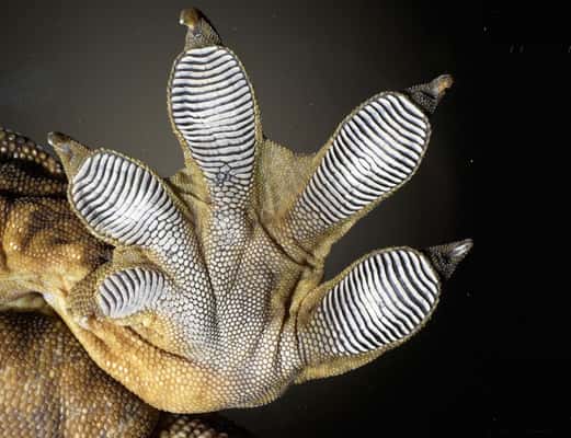 Les fameuses semelles adhésives du gecko sont formées de lamelles rassemblant des centaines de milliers de poils microscopiques, les <em>setae</em>. © Ali Dhinojwala/<em>University of Akron</em>