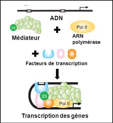 Figure 1 : rôle du complexe Médiateur dans la transcription des gènes. © Inserm