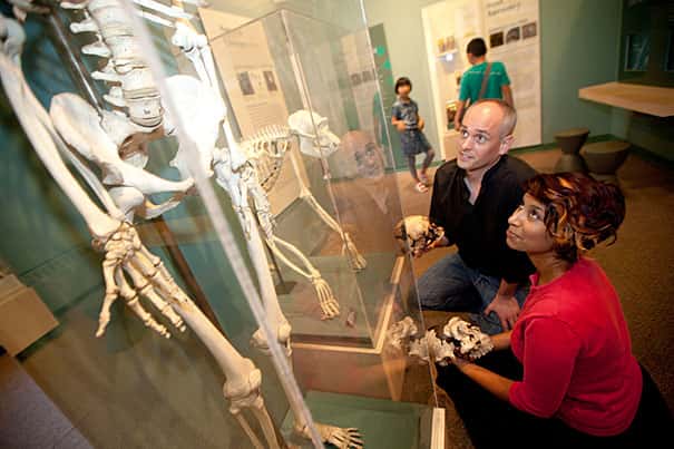 Zarin Machanda (à droite) et Chris Organ, deux des auteurs de l'étude, dans la galerie de l'évolution du Musée d'histoire naturelle de l'université de Harvard. © Kris Snibbe/<em>Harvard Staff Photographer</em>