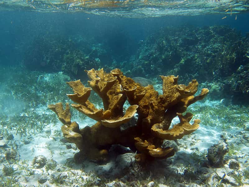 Les composants protecteurs des coraux ont inspiré les chercheurs pour réaliser une protection solaire efficace plusieurs semaines. © Nick Hobgood, Wikipédia CC by sa 3.0