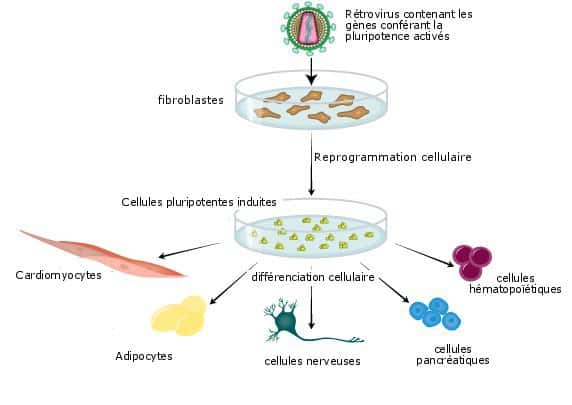 Principe de création des cellules pluripotentes induites. On insère, grâce à un rétrovirus, les gènes conférant la pluripotence au sein de fibroblastes, qui contiennent aussi ces gènes mais où ils sont désactivés. On obtient des cellules pluripotentes induites qui peuvent se différencier en des cellules somatiques. © Amabile <em>et al.</em> 2009, <em>Trends of Molecular Medecine</em> - adaptation Futura-Sciences