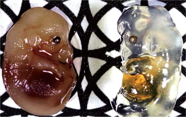 L'embryon de souris traité au réactif Scale (à droite) est effectivement translucide... © Riken BSI