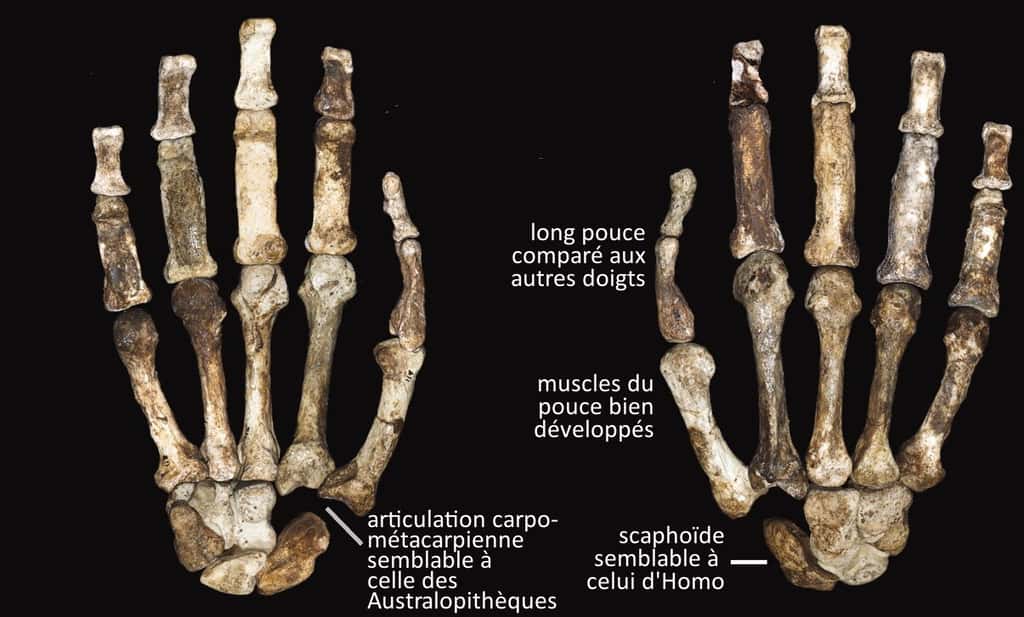 Les mains d'<em>Australopithecus sediba</em>, avec quelques-unes des caractéristiques phénotypiques, dont certaines sont semblables au genre <em>Homo </em>et d'autres aux Australopithèques. © Kivell <em>et al.</em> 2011 - <em>Science </em>- adaptation Futura-Sciences