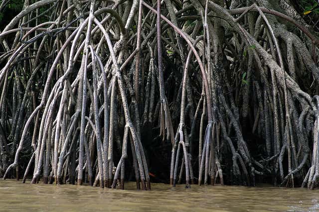 La mangrove accueille une biodiversité riche et fixe efficacement le carbone. © rhum1legrand, Flickr, cc by nc 2.0