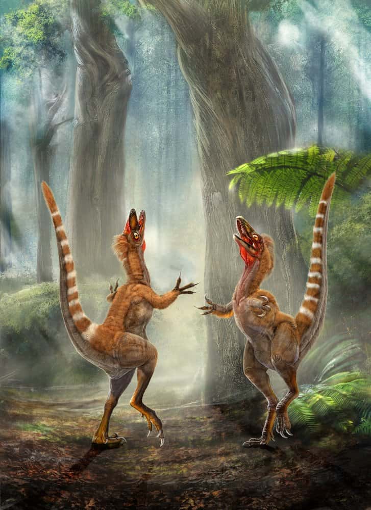 Deux <em>Sinosauropteryx </em>dans une forêt du Crétacé. Leur plumage est coloré. Une étude au microscope électronique a fourni des indications sur les couleurs des plumes des dinosaures : noir, blanc et brun-roux. © Chuang Zhao et Lida Xing