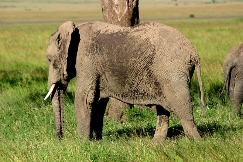 L'Ifaw estime qu'environ 100 éléphants sont tués chaque jour par des braconniers. © Bruno Scala, cc by nc nd 3.0