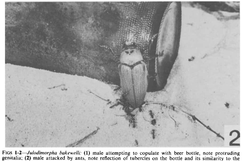 Un scarabée s'intéresse à une bouteille de bière. La scène se passe en Australie en 1983 et intrigue suffisamment des entomologistes pour qu'ils étudient le phénomène scientifiquement. © D. T. Gwynne et D. C. F. Rentz/<em>J. Aust. Ent. Soc.</em> 1983, 22: 79-80