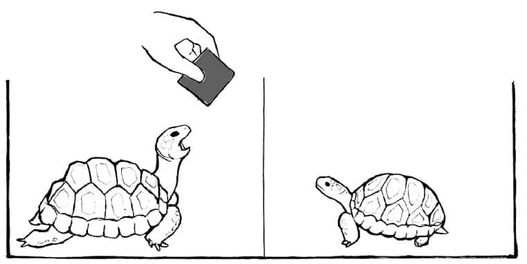 Schéma du protocole expérimental pour mettre en évidence l'éventuelle contagion du bâillement chez la tortue charbonnière à pattes rouges. © Anna Wilkinson, Natalie Sebanz, Isabella Mandl, Ludwig Huber/<em>Current Zoology</em>