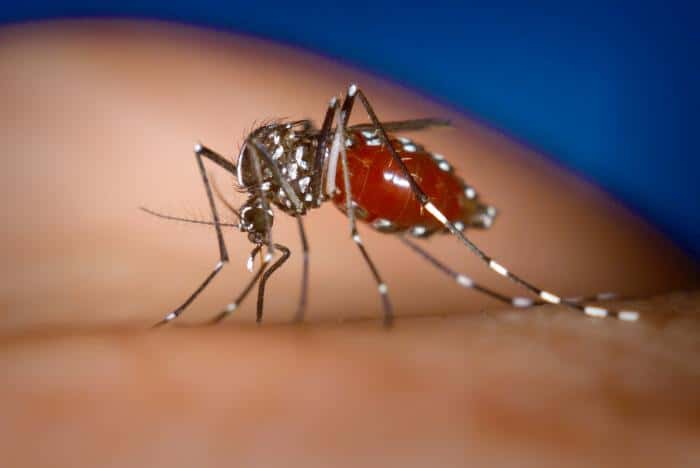 La dengue fait partie des maladies tropicales transmises par des moustiques. © Wikipédia Commons