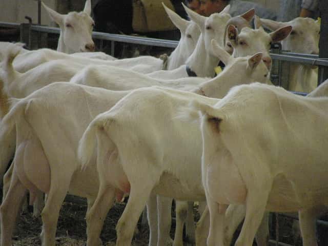 Les éleveurs de chèvres par exemple auraient plus de risques de développer un cancer bronchioloalvéolaire. © keepps, Flickr CC by nc-sa 2.0