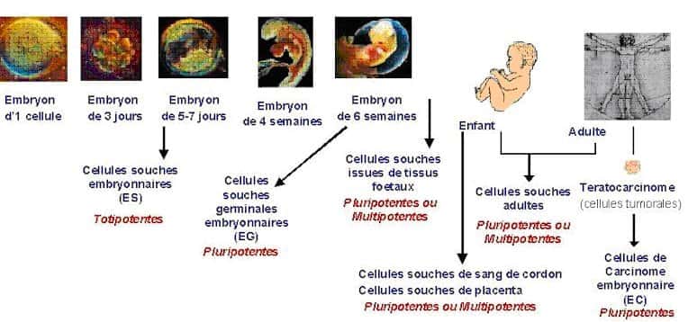 Les différentes cellules souches avec leur degré de différenciation. © Université de Rouen, DR