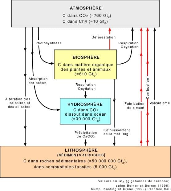 Cycle global du carbone, incluant la photosynthèse. © Université Laval