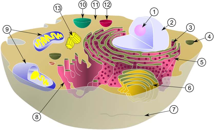  Sur ce schéma d'une cellule animale eucaryote typique, le cytosol correspond au milieu coloré en brun (11). Les autres chiffres indiquent nucléole (1), noyau (2), ribosome (3), vésicule (4), ergastoplasme (5), appareil de Golgi (6), cytosquelette (7), réticulum endoplasmique lisse (8), mitochondrie (9), vacuole (10), lysosome (12) et centriole (13). © MesserWoland et Szczepan 1990, <em>Wikimedia Commons</em>, cc by-sa 3.0