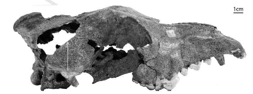 Ossement de crâne de chien avec, marqué par la flèche blanche, la perforation probablement réalisée par les humains pour libérer l'âme. © Mietje Germonpré <em>et al.</em> 2011, <em>Journal of Archeological Science</em>