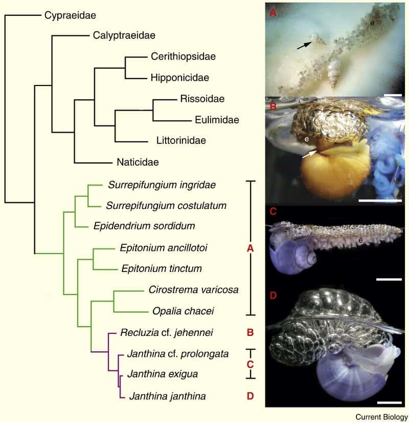 Arbre phylogénétique construit à partir d'analyses ADN. Les Janthinidés sont en violet sur l'arbre, tandis que les Épitoniidés sont en vert. On voit bien que Recluzia est un « intermédiaire » entre ces deux taxons. Photos : <em>Epifungium nielsi </em>(A)<em> </em><em>Recluzia jehennei </em>(B)<em> </em><em>Janthina exigua </em>(C)<em> et</em><em> </em><em>J. janthina </em>(D). © Churchill <em>et al.</em> 2011, <em>Current Biology</em>