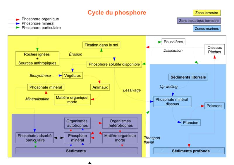 Cycle du phosphore. © UPVD-BioEcoL3-2009, Wikipédia, cc by sa 3.0