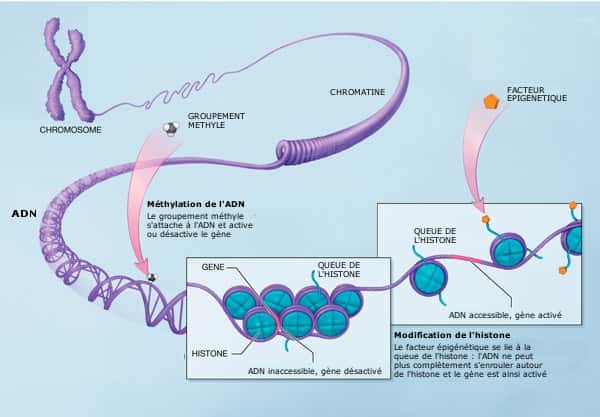 Les mécanismes de l'épigénétique : des méthylations ou des facteurs épigénétiques s'attachent aux histones ou à l'ADN et ont une influence sur l'expression des gènes. © NIH, domaine public - adaptation Futura-Sciences