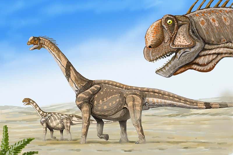 Trois <em>Camarasaurus supremus</em> en marche. Cette vue d'artiste est peut-être une bonne représentation des migrations de ces sauropodes géants... © Dmitry Bogdanov