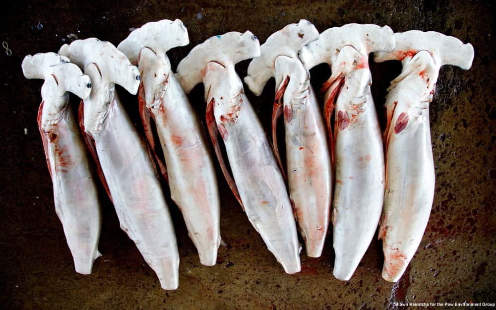 Les requins-marteaux sont des victimes habituelles du <em>finning</em>. Les effectifs se réduisent. © Shawn Heinrichs/<em>Pew Environment Group</em>