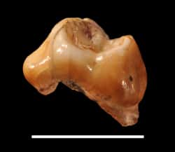  <br />À gauche : vue mésiale du spécimen Cavallo-B (première molaire déciduale supérieure gauche), le premier Homme anatomiquement moderne d'Europe. La barre blanche dans la figure est équivalente à 1 cm. À droite : reconstruction numérique en 3D de Cavallo-B (première molaire déciduale supérieure gauche). L'émail est en transparence pour montrer la dentine de la couronne. © Dr. Stefano Benazzi