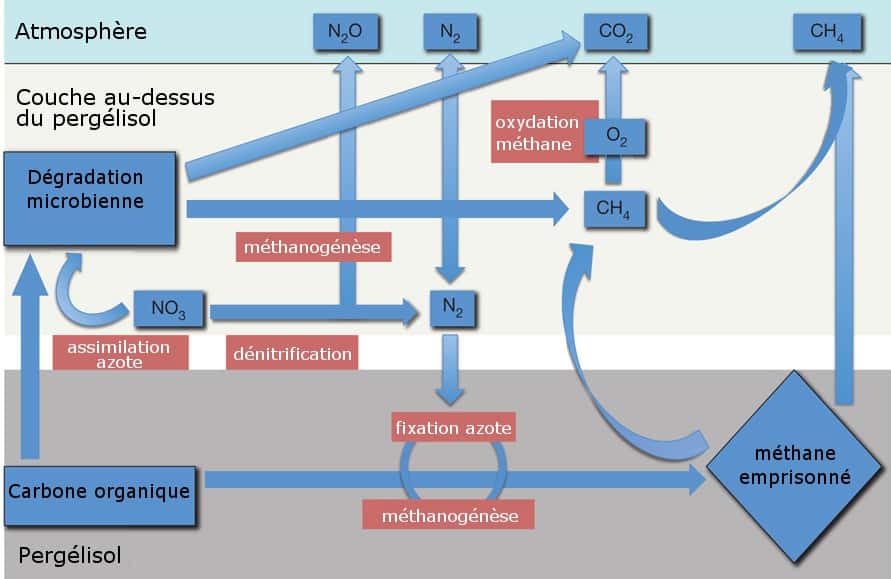 Le scénario envisagé par les chercheurs. Dans le pergélisol, le méthane est synthétisé à partir du carbone. Lors de la fonte, il est libéré dans l'atmosphère (une partie subit une oxydation menant à la formation de CO<sub>2</sub>). De l'azote issu de la dénitrification (libération de protoxyde d'azote) est capté au niveau du pergélisol induisant la synthèse de méthane. Enfin les bactéries synthétisent du dioxyde de carbone et du méthane à partir du carbone organique. © Mackelprang <em>et al.</em> 2011, <em>Nature - </em>adaptation Futura-Sciences