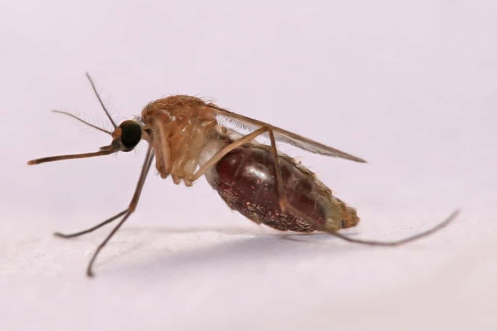 Le paludisme se transmet par la piqûre de moustiques femelles. © Wikimedia Commons