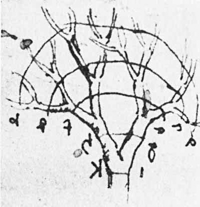 Dessin extrait d'un des carnets de Léonard de Vinci illustrant sa découverte de la loi mathématique gouvernant les diamètres des branches d'un arbre. © Domaine public