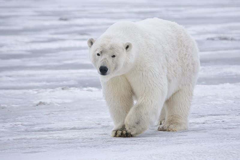 L'ours polaire est une espèce menacée (dans la catégorie « vulnérable » de la liste rouge de l'UICN). Les efforts de conservations le concernant doivent-ils être revus ? © Alan Wilson, Wikipédia, cc by sa 3.0