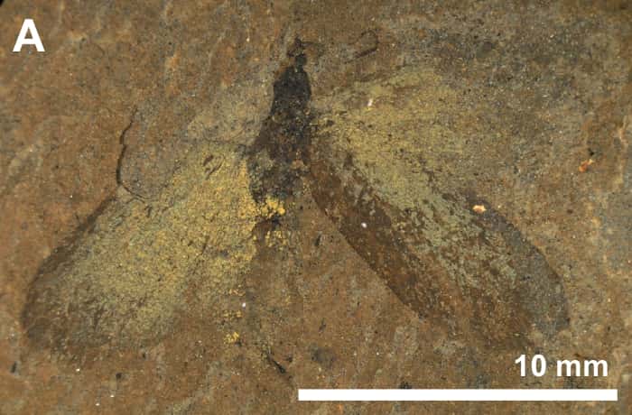 Un des fossiles de papillons retrouvés en Allemagne et datant de 47 millions d'années. © MaNamara <em>et al.</em> 2011 - <em>Plos Biology</em>