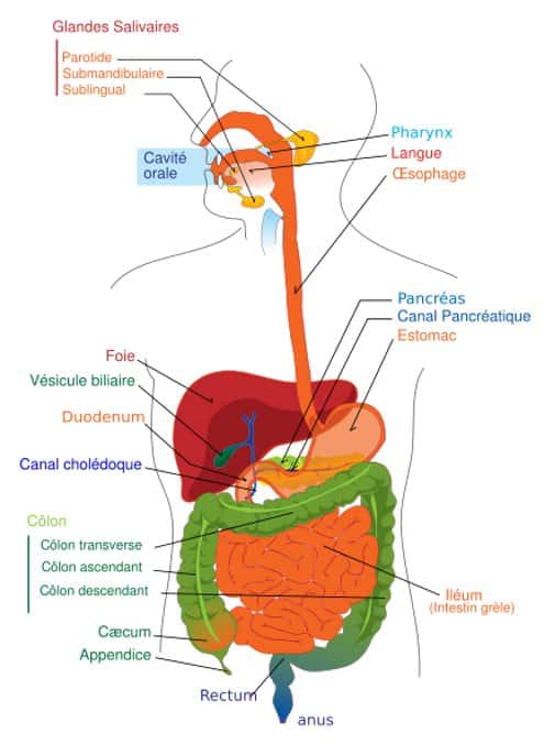 Le foie, en rouge sur ce schéma, remplit trois fonctions : épuration, synthèse et stockage. © Wikipédia, DP