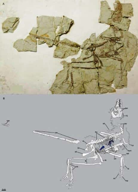 En haut le fossile de <em>Microraptor gui</em> découvert et en bas le relevé de son squelette. © ZHOU Zhonghe
