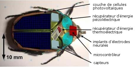 Le <em>cyborg beetle</em> avec toutes ses fonctionnalités : les cellules photovoltaïques, les récupérateurs d'énergie et le système de téléguidage. © Université du Michigan