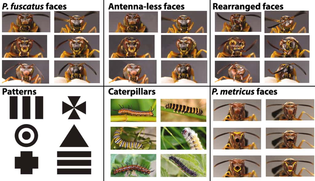 Les différentes catégories d'images que les guêpes devaient distinguer : tête de <em>P. fuscatus</em>, tête de <em>P. fuscatus</em> sans antenne, images déformées de têtes, forme géométrique, chenilles et têtes de <em>P. metricus</em>. © Sheehan et Tibbetts, 2011, <em>Science</em>