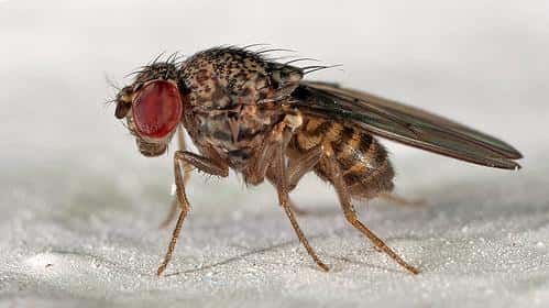 La mouche drosophile (<em>Drosophila melanogaster</em>) est un modèle animal très utilisé dans la recherche en génétique. Elle possède comme nous le gène ABCC9, dont la variante explique le plus grand besoin de sommeil. © Marcos Freitas, Flickr CC by-nc 2.0